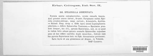 Davidiella disseminata image
